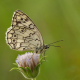 Anadolu Melikesi - Balkan Marbled White - Melanargia larissa