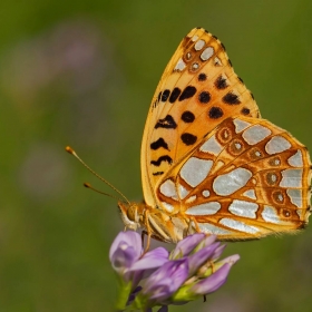 İspanyol Kraliçesi - Queen of Spain Fritillary - Issoria lathonia