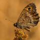 Seyit Kelebeği - False Grayling - Arethusana arethusa