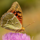 Bahadır Kelebeği - Cardinal - Argynnis pandora