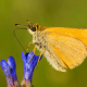 Sarı Antenli Zıpzıp - Small Skipper - Thymelicus sylvestris