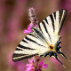 Erik Kırlangıçkuyruk - Scarce Swallowtail -  Iphiclides podalirius