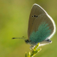 Karagözmavisi - Glaucopsyche alexis - Green-Underside Blue