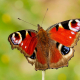 Tavus Kelebeği - European Peacock -  Nymphalis io