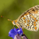 Benekli Büyük İparhan - Knapweed Fritillary - Melitaea phoebe