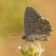 Çokgözlü Gök Mavisi / Adonis Blue - Polyommatus bellargus