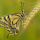 Kırlangıçkuyruk - Swallowtail - Common Yellow Swallowtail - Papilio machaon